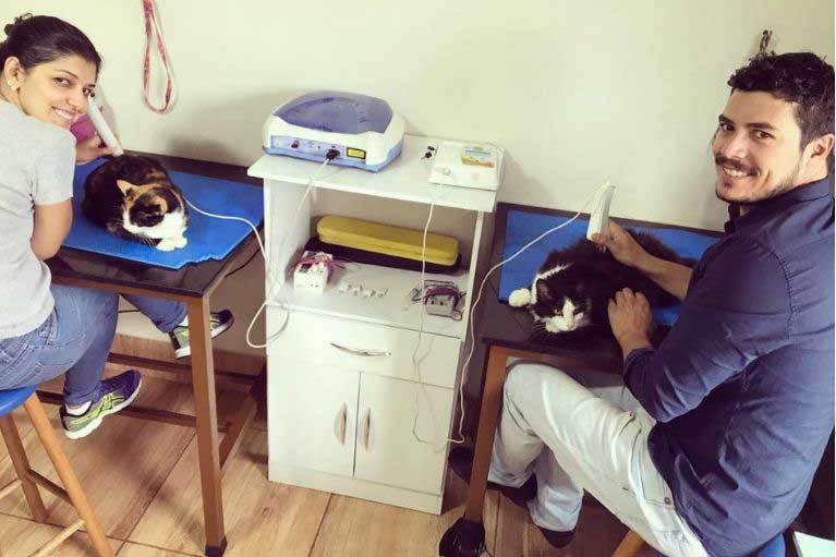 Reabilitação Animal, Fisioterapia Veterinária em Porto Alegre