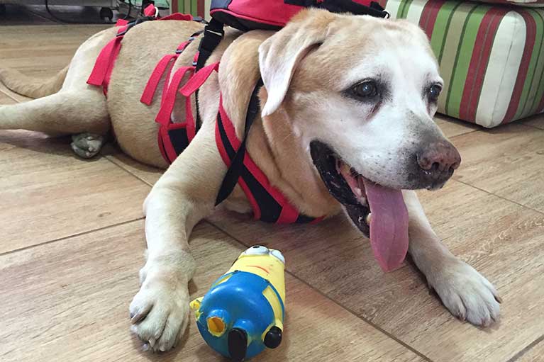 Reabilitação Animal, Fisioterapia Veterinária em Porto Alegre