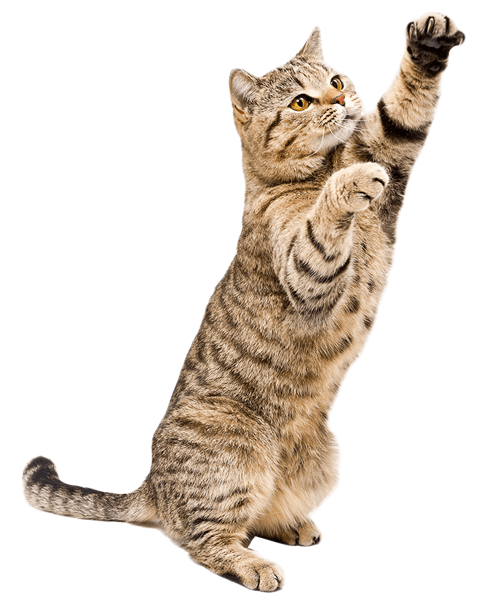 Reabilitação Animal, Fisioterapia Veterinária em Porto Alegre