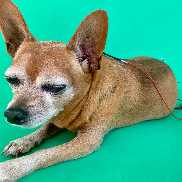 Reabilitação Animal, Fisioterapia Veterinária em Porto Alegre