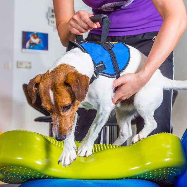 Reabilitação Animal, Fisioterapia Veterinária em Porto Alegre