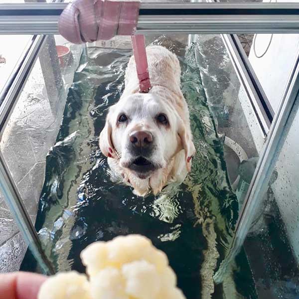 Reabilitação Animal, Fisioterapia Veterinária em Porto Alegre