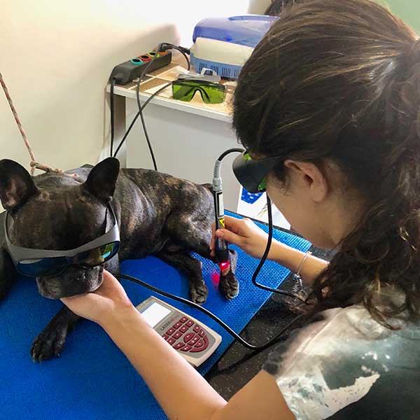 Reabilitação Animal, Fisioterapia Veterinária em Porto Alegre