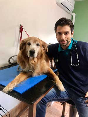 Reabilitação Animal, Fisioterapia Veterinária em Porto Alegre